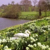 A swan and flowers at Leeds Castle in Kent.
