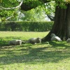Sheep at Vyne House