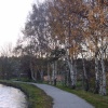 Silver Birches along the Leeds Liverpool Canal approach
