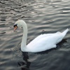 Swan on the Canal at Rodley, West Yorkshire