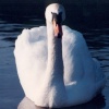 Swan on the canal at Rodley, West Yorkshire