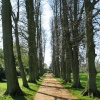 Vyne Tree Walk