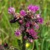 In Gisburn Forest, Hodder Valley, Lancashire