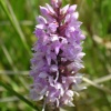 Found in Gisburn Forest, Hodder Valley, Lancashire