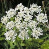 Found in Gisburn Forest, Hodder Valley, Lancashire