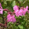 Found in Gisburn Forest, Hodder valley, Lancashire
