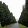Avenue of Yews in Trowbridge Cemetery