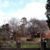 Winter Flowering Cherry in Victoria Road
