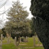 Holly with Yew in Cemetery