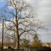 Tree on Corner of St. Thomas' Road from Victoria Road