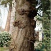 Tree Trunk in Victoria Road