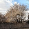Winter Cherry