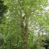 Enormous London Plane Tree in Grove Park. Thought to be the tallest in Britain.