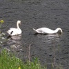 Swans, River Ribble at West Bradford, Lancashire