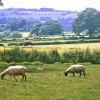 Cotswolds countryside scene