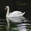 Swan & Cygnet. The Spring