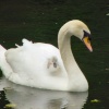 Swan & Cygnet   The Spring