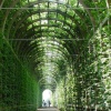 Hampton Court Palace and Gardens, Surrey