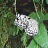 Butterfly in the Butterfly House, Williamsons Park, Lancaster,2005