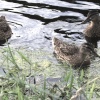 Ducks on the river walk at Clevedon, Somerset