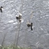 Ducks on the river walk at Clevedon, Somerset