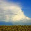 Rape fields, Foulness Island, Essex