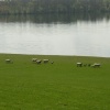 Rutland Water, Oakham, Rutland. Spring 2004