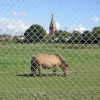 Bromley Common