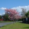 Copenhagen Road with cherry trees in blossom