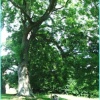 A picnic in the tranquil grounds of Netley Abbey in June 2005