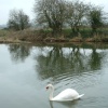 Swans on the River Stour in Wimborne Minster, Dorset