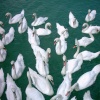 Just a few of the probable 150 pairs of swans on the river Arun Littlehampton 01/07/05