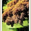 Exbury Gardens 2005