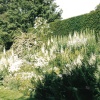 Brook Cottage Garden, Alkerton near Banbury Oxfordshire