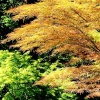 Gold at Exbury Gardens
