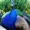 The Peacock Exbury, not always seen but sometimes visits the tea rooms near the tennis courts