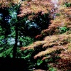 More colour in July