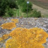Lichen on bridge over the disused railway below the Lincolnshire Edge, near Coleby