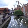 The swans of Lincoln, famed through the ages, as recorded at the time of Bishop Hugh himself.