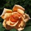 A rose from the rose garden at Stapehill Abbey and gardens 2005