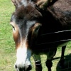 Koko part of the farmyard experience at Stapehill Gardens