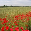 Poppies at Brading Roman Villa, Isle of Wight, June 2005