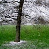 Alvaston Park - February snow-shower