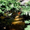 Fish in the Japanese garden Stapehill