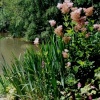 Lakeside flowers