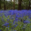 Bluebell Wood near Woodmancote in West Sussex