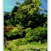 July at Exbury Gardens.
