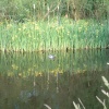 canal in Mossley