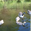 Geese family on canal in Mossley