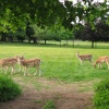 Deer at Wollaton Hall and Park, Nottingham, Nottinghamshire